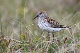 Western Sandpiper